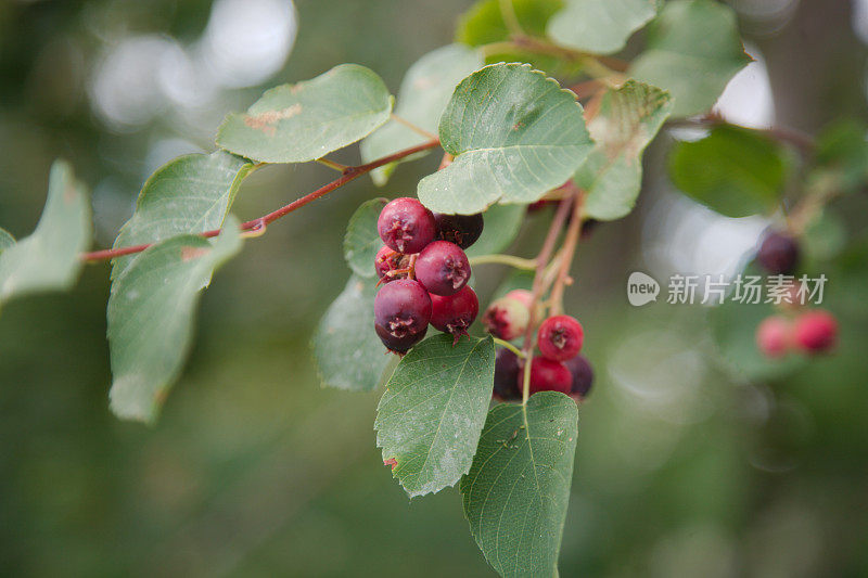 萨斯卡通浆果(Amelanchier alnifolia)的一个分支上的果实。